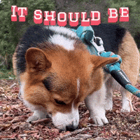 Corgi It Should Be GIF
