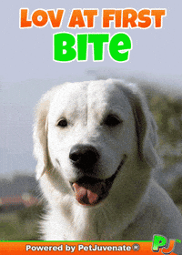 Dog Talk GIF by PetJuvenate - PJ