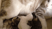 cat submission GIF
