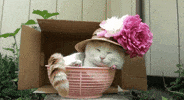 Cat GIF