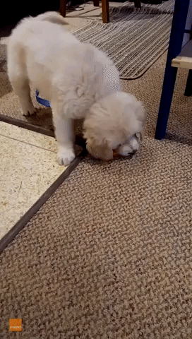 Golden Retriever Puppy Is Confused by Carrot