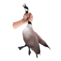 Sticker by Tusti narvai