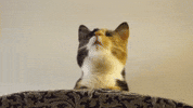 Cat Cafe GIF by Wired Productions