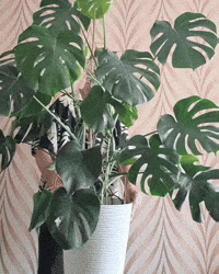 maksmans plant plants homedecor monstera GIF