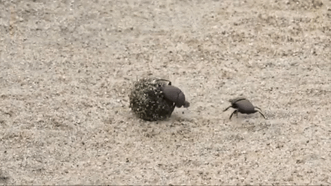 dung beetle fight GIF by Nat Geo Wild