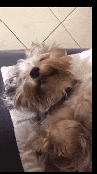 Dog What GIF