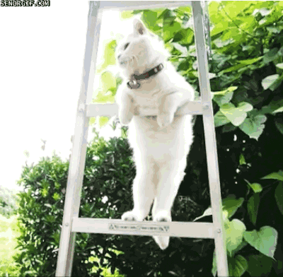 cat ladder GIF by Cheezburger