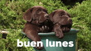 Feliz Lunes GIF by Sealed With A GIF