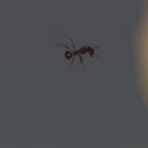 ants levitation GIF by euronews