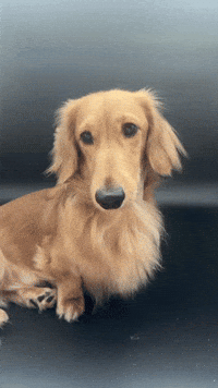 longboydashy dachshund doxie miniaturedachshund longboydashy GIF