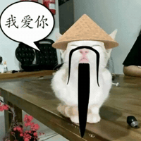 I Love You Cat GIF