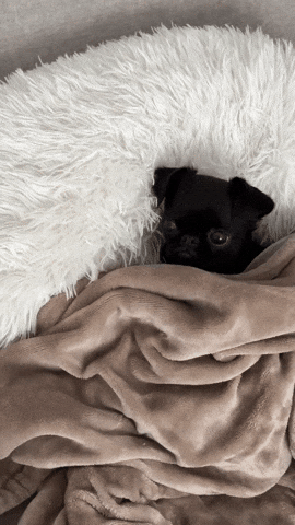 ouionestudio giphyupload jomo joy of missing out awkward dog GIF