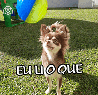 Budapets cat dog gato pets GIF