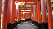 京都 GIF by Choc Ye