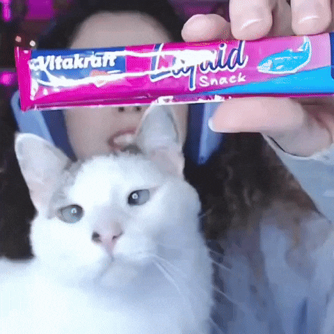 NathyTaLendo giphyupload cat streamer gato GIF