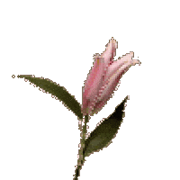 Flower Blooming Sticker