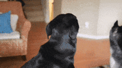 Excited Dog GIF