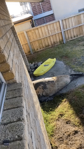 'You Big Tub of Lard': Neil the Seal Spotted Trying to Break Into Garage