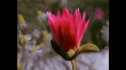loves_in_vogue flower peter gabriel GIF