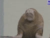 walrus GIF