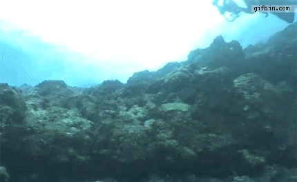 vs scuba GIF