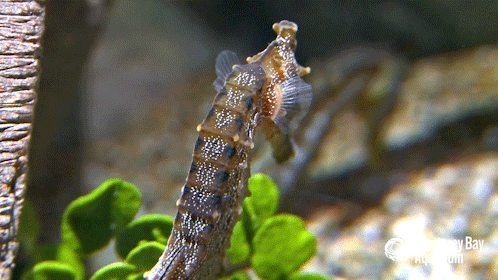 ignore pacific seahorse GIF by Monterey Bay Aquarium