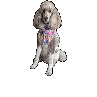 Bandana Dog Sticker by Geekster Pets