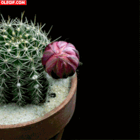 cactus flor GIF