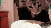 bon appetit GIF