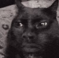 Cat Cringe GIF