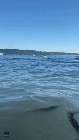Paddleboarders Get Up-Close View of Orcas Off Washington Coast