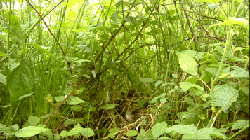 angry bird GIF by BBC Earth