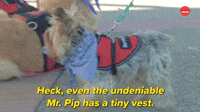 Tiny Vest