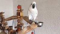 Hungry Cockatoo Goes to Town on Defenseless Apple