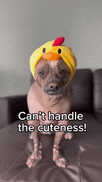 Chinese Crested Chicken GIF