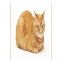 Cat Meme Sticker