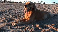 Adorable Dog Spends Sunny Day on the Beach