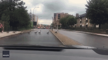 Fowl Play Suspected as Canada Geese Caught Jaywalking Across Busy London Road