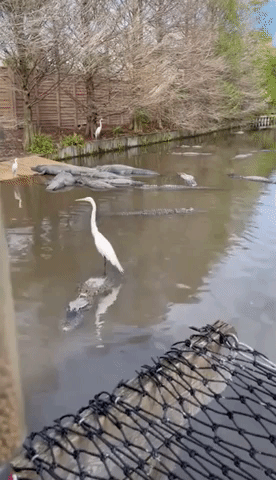 Egret Hitches a Ride on Florida Gator's Back