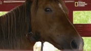 season 8 DRPOL GIF by Nat Geo Wild 