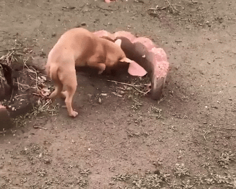 cuteanimalland giphyupload GIF