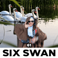 6 1 Swan GIF