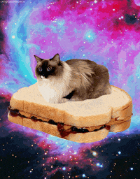 Cat Christ GIF