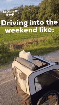 Friday Driving GIF