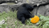 Halloween Bear GIF by Oakland Zoo