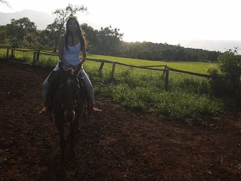 north shore horse GIF