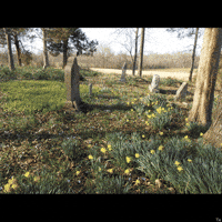 Time Flowers GIF by Trevor Anderson