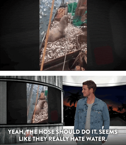 daniel tosh seal GIF by Comedy Central