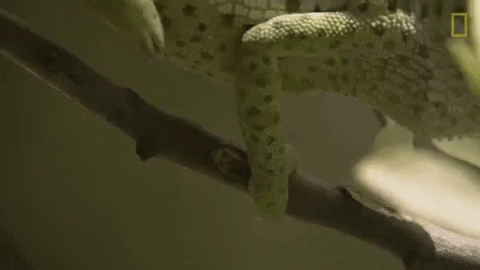 national geographic chameleon GIF by Nat Geo Wild