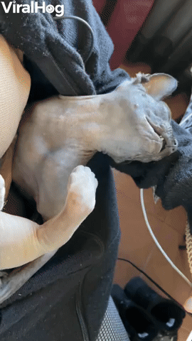 Sphynx Cat Has Sneeze Attack